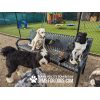 Standard Dog Bench - Thermoplastic Coasted Steel