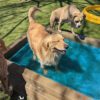 Cool Dog Splash Pool For Dogs13