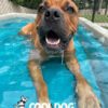 Cool Dog Splash Pool For Dogs14