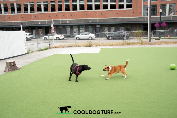 Cool Dog Turf - Sports Performance Series