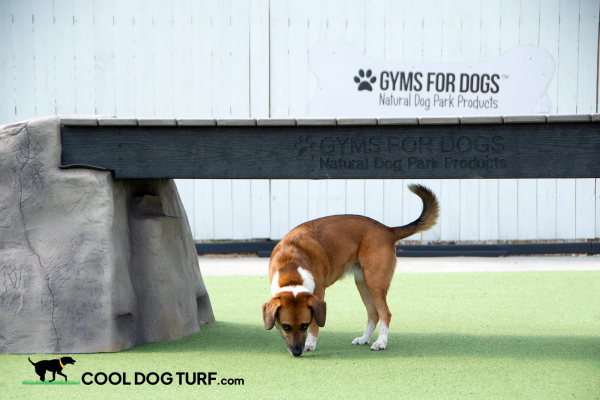 Cool Dog Turf SportsPerformance Riz