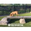 Dog Park Outfitters Gyms For Dogs Dog Balance Beam Ellies Jump Balance Beam 4