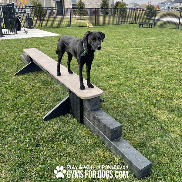 JumpBalanceBeam GymsForDogs MaggieHarmony