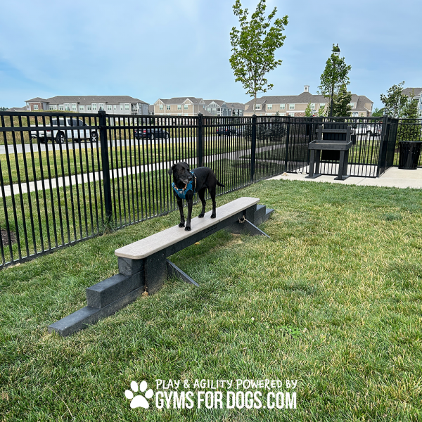 JumpBalanceBeam GymsForDogs MaggieHarmony4