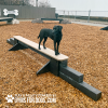 JumpBalanceBeam GymsForDogs MaggieWH