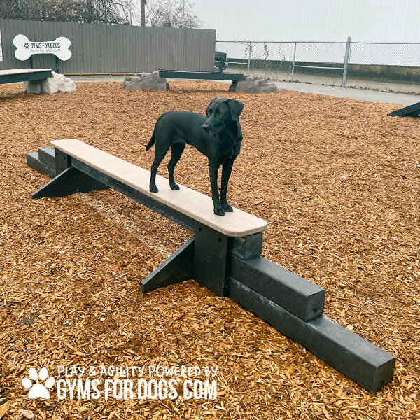 JumpBalanceBeam GymsForDogs MaggieWH