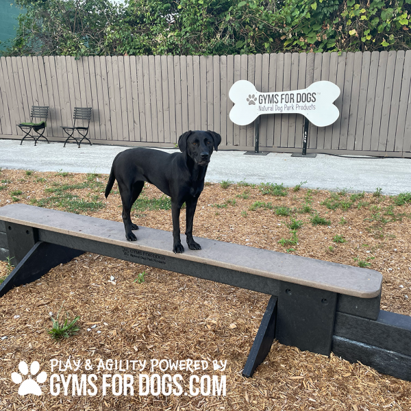 JumpBalanceBeam GymsForDogs MaggieWH2