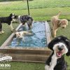 Cool Dog Splash Pool | Dog Park Outfitters