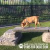 dog playground equipment ellies jump balance beam 01