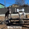 dog playground equipment ellies jump balance beam 03