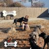 dog playground equipment ellies jump balance beam 04