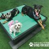 Dog Playground Equipment Training Platform LX 02