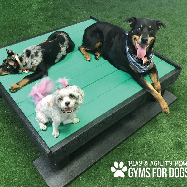 Dog Playground Equipment Training Platform LX 02