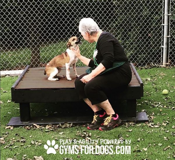 Dog Playground Equipment Training Platform LX 05