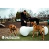 Agility Bone Large | Gyms For Dogs | Dog Park Outfitters