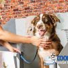 dog wash tubs10