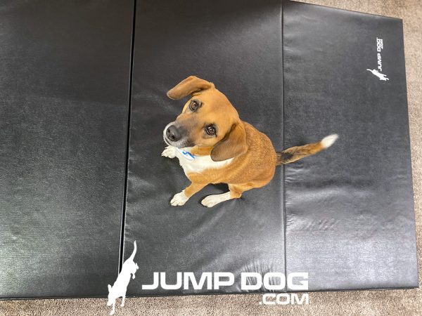 WrestlingMat JumpDog Black