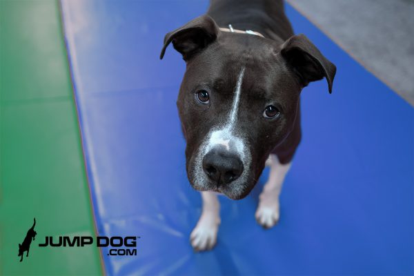 WrestlingMat JumpDog Blue