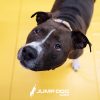 WrestlingMat JumpDog Yellow