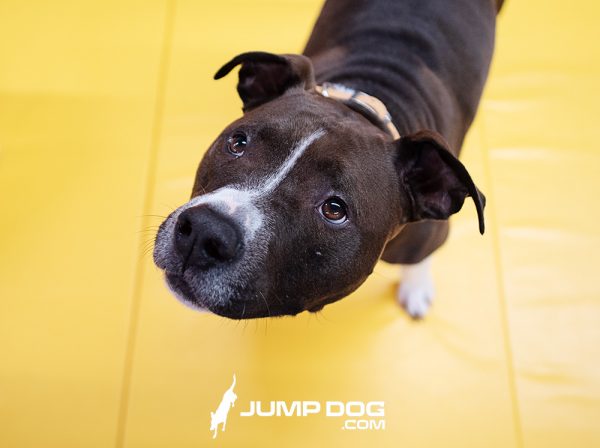 WrestlingMat JumpDog Yellow