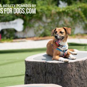 XL Jumping Stump _ Gyms for Dogs