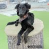 Nutmeg Jumping Stumps3