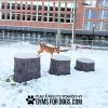 Nutmeg Jumping Stumps4