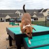 Vibrant Pets - Green Dog Park Kit