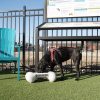 The Dog Park Fresh Water Bone Bowl