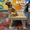 ACE BOOGIES TrainingPlatform SHOW 2