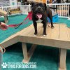 BoogiesBridgeClimb GymsForDogs ACE