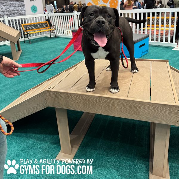 BoogiesBridgeClimb GymsForDogs ACE