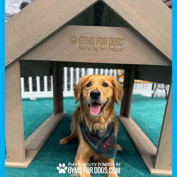 BoogiesTunnelHouse GymsForDogs ACE2