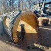 GymsForDogs LogTunnelClimb5
