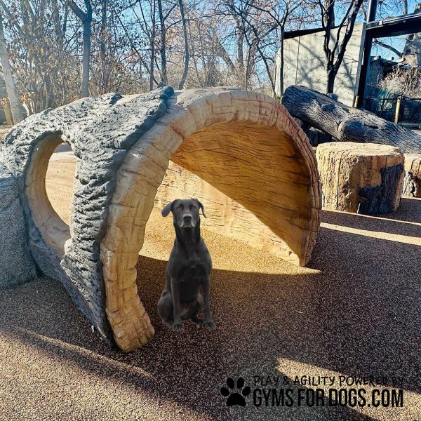 GymsForDogs LogTunnelClimb5