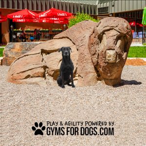 GymsForDogs RangerHOME